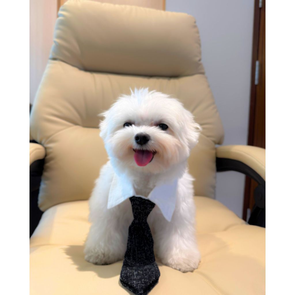 ปลอกคอ เนคไท น้องหมา น้องแมว CEO เท่านั้นนะคะลุคนี้ สำหรับน้องหมาที่ถึงวัยทำงานค่ะ 🤣 หรือบางทีมีประชุมด่วนๆ