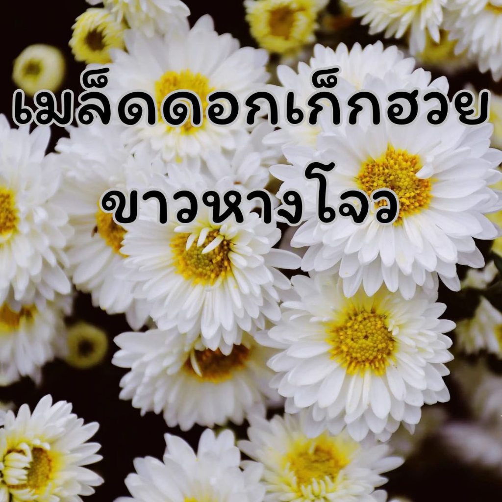 เมล็ดพันธุ์ดอกเก๊กฮวยขาวหางโจว (杭白菊花种子) สายพันธุ์พรีเมียมจากจีน สำหรับทำชาเกรดA จำนวนจำกัด พร้อมส่งในไทย