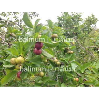 balinum ลูกตะขบยักษ์ไร้หนาม (1 kg.) ผลไม้สดออร์แกนิคปลอดสารพิษ 1000% สดจากสวนเชียงใหม่ ตะขบป่า หมักเบ็น หมากเบน มะเกว๋นต