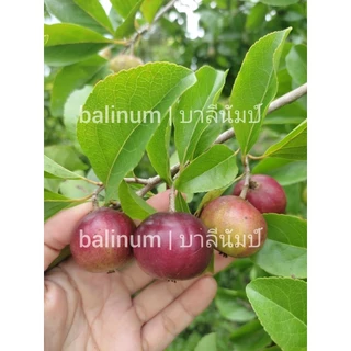 balinum ลูกตะขบยักษ์ไร้หนาม (1 kg.) ผลไม้สดออร์แกนิคปลอดสารพิษ 1000% สดจากสวนเชียงใหม่ ตะขบป่า หมักเบ็น หมากเบน มะเกว๋นต