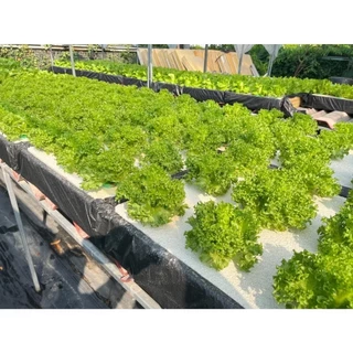 [ชุด3กล่องครบชุด] ชุดกล่องโฟมปลูกผักไฮโดรโปนิกส์ ปลูกผักไฮโดรโปนิกส์ hydroponic