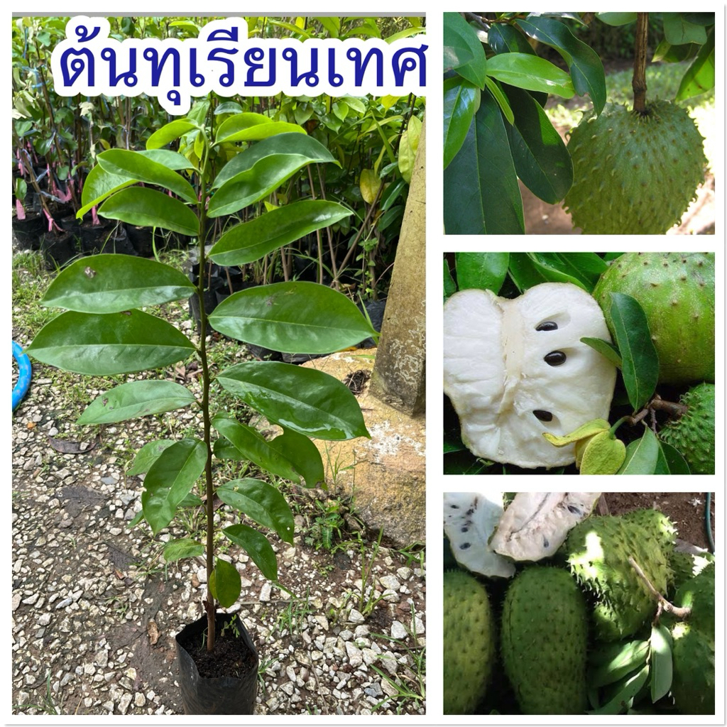 ต้นทุเรียนเทศ ต้นสูง60เซน ต้นสวยพร้อมส่ง