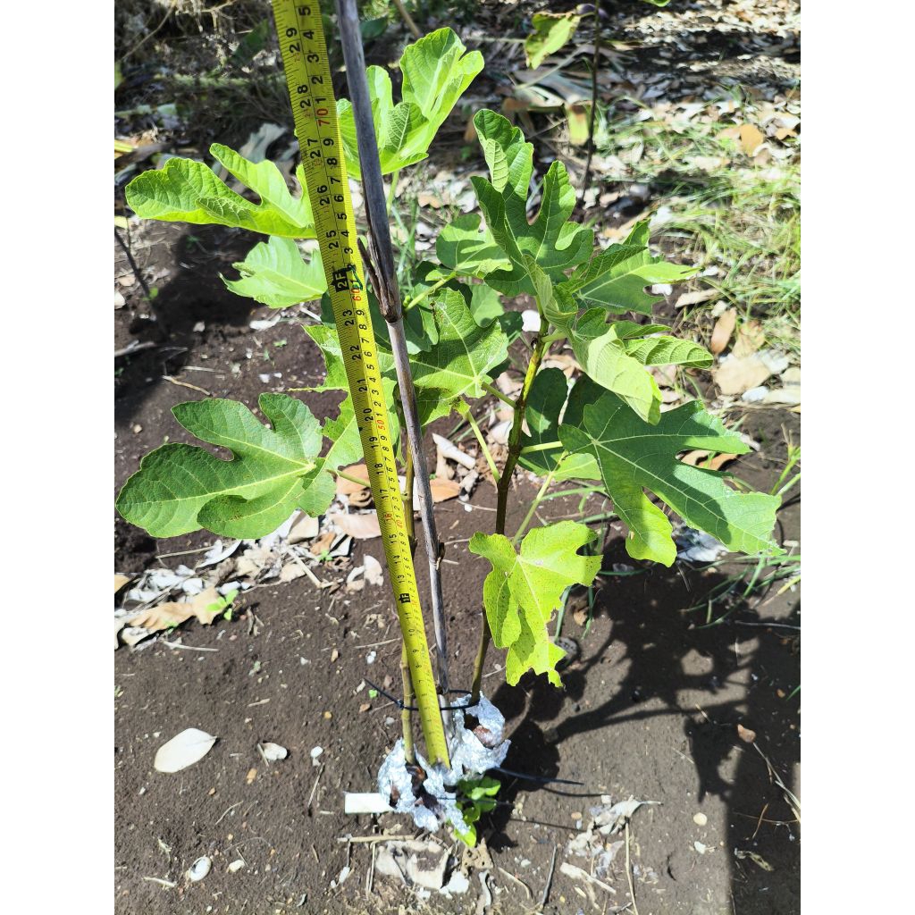 jh adriatic กิ่งตอน 1กิ่ง