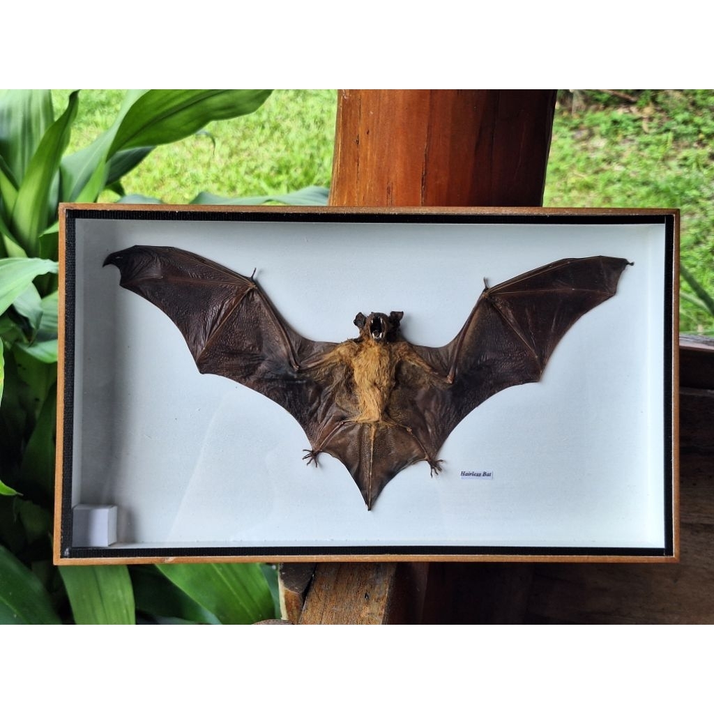 Bat 🦇สัตว์ดูดเลือดสตาฟ อกเหลือง