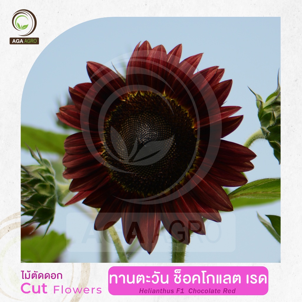 AGA AGRO I "ทานตะวัน ช็อคโกแลตเรด" สีแดงก่ำสุดคลาสสิค สวยงามไม่เหมือนใคร-50&100เมล็ด-Helianthus Chocolte Red