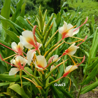 ว่านมหาหงส์ ต้นสะเลเต มี5สี ส่งเป็นต้นนะคะ ต้นแข็งแรง Butterfly Lily