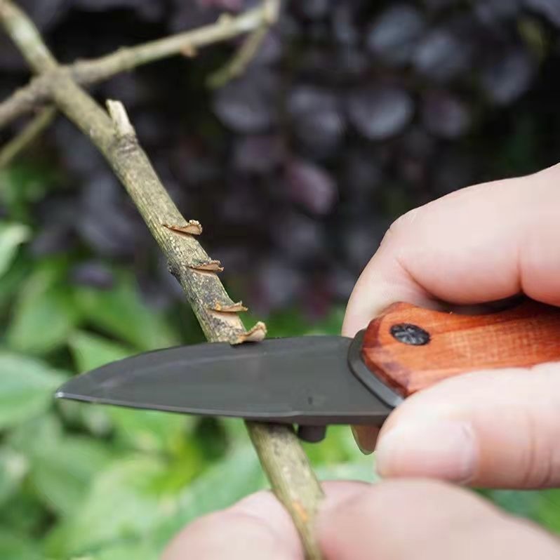 BUCK  มีดพับพกพา ด้ามจับไฟม้แท้ ขนาดกระทัดรัด พกง่าย น้ำหนักเบาแต่เข็งแรงมาก เดินป่า คุณภาพดี ทนทาน - รูปที่ 5