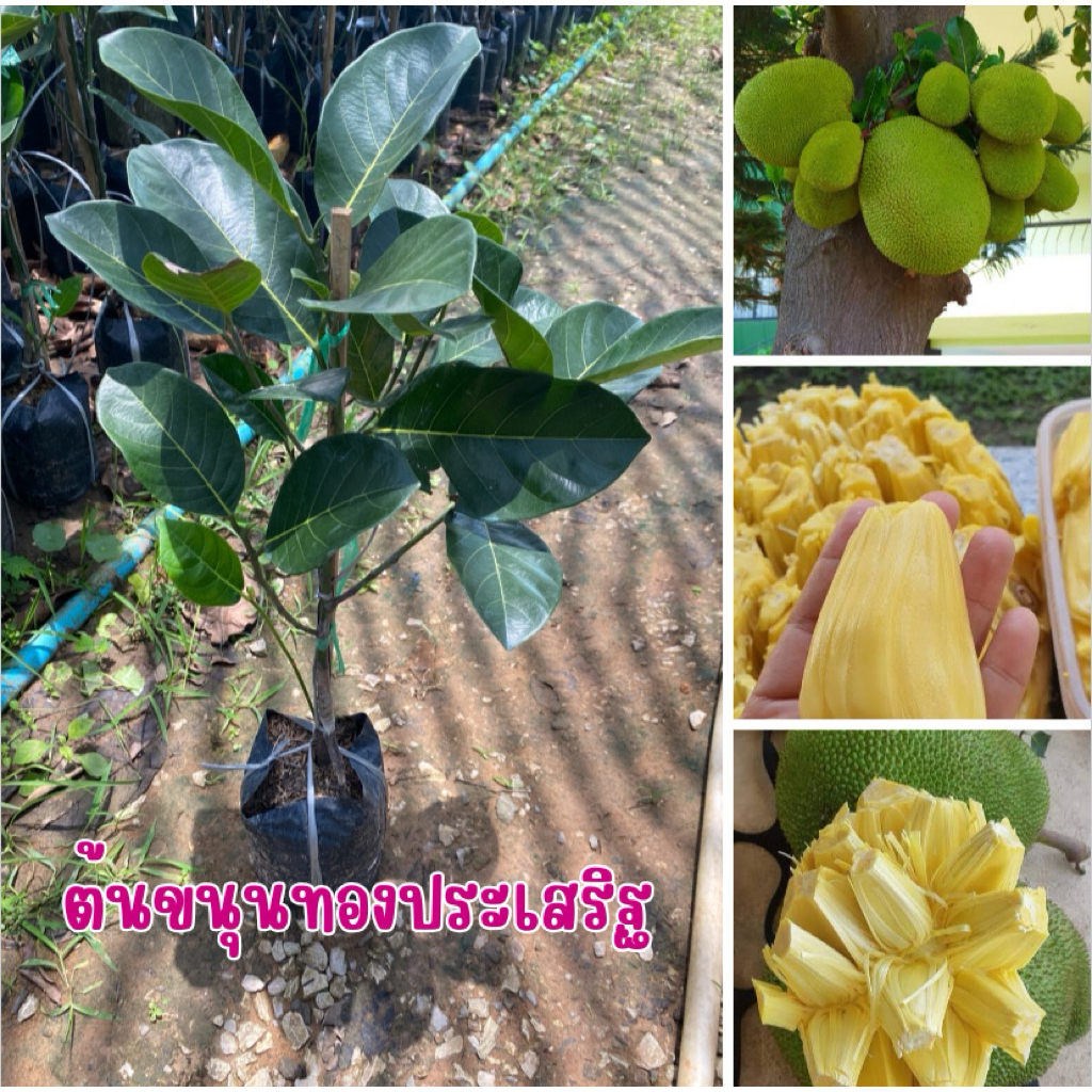ต้นขนุนทองประเสริฐ ทาบกิ่ง ติดลูกเร็ว 1-2 ปี พร้อมส่งคะ