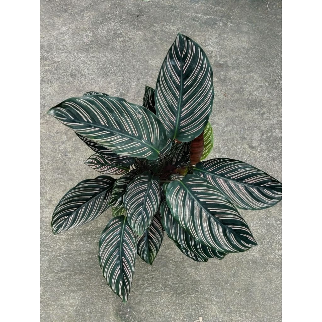 คล้าขุนแผน แสนสะท้าน Calathea cv. Sanderiana คล้าแซนเดอเรียนา ว่านดาบขุนแผน