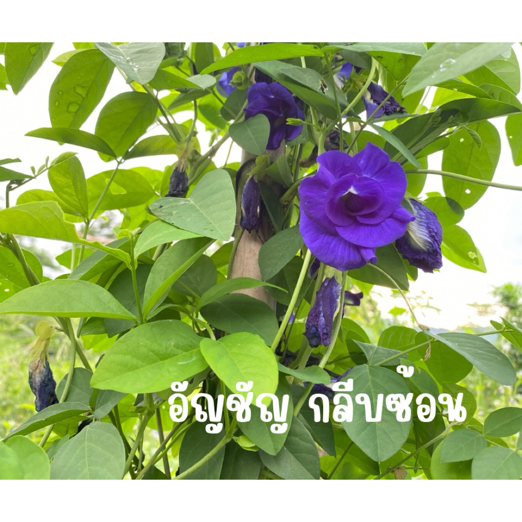 เมล็ดพันธุ์ดอกอัญชัญ กลีบซ้อน พันธุ์แท้ 70 เมล็ด