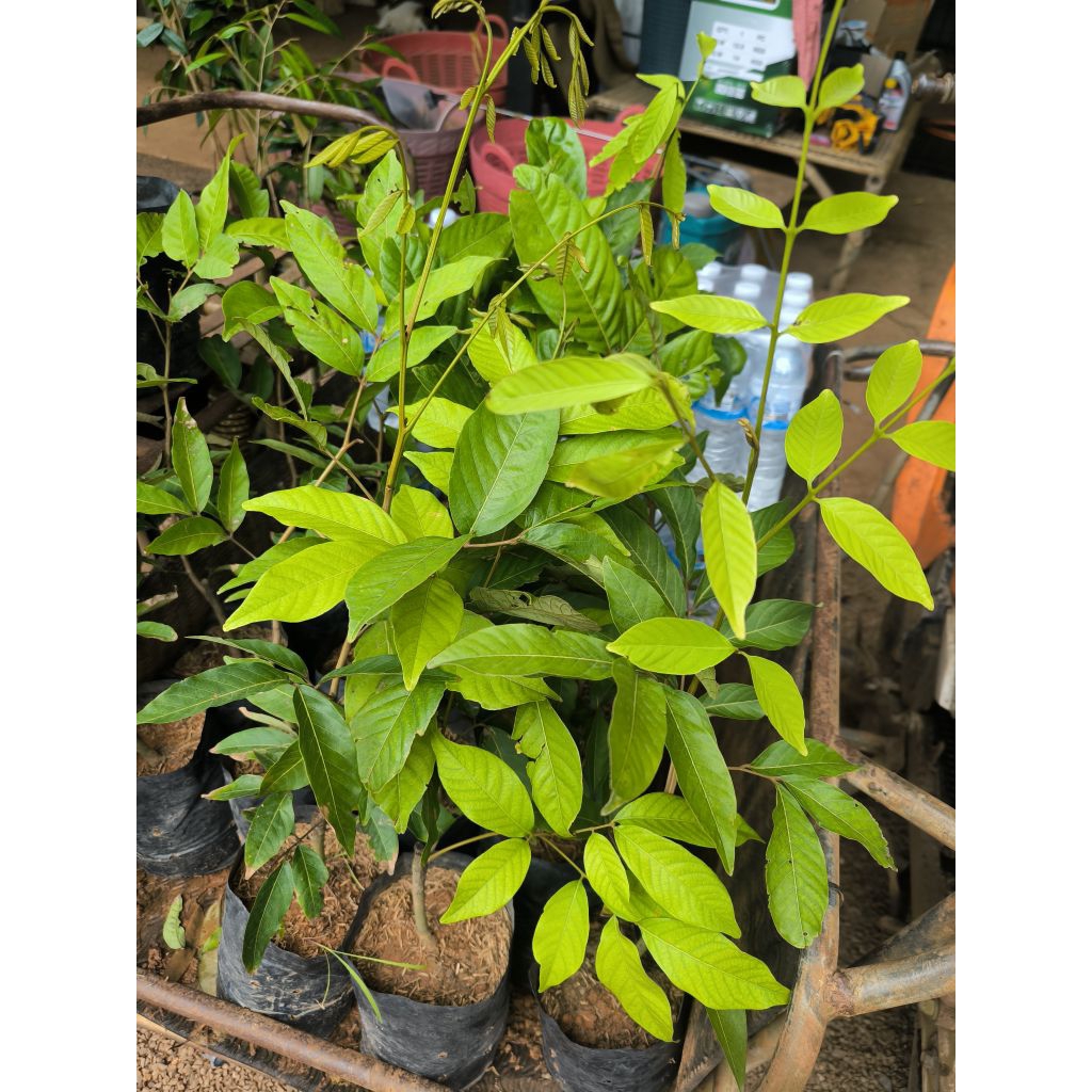🌲ต้นเงาะสีทอง(ติดตา)ถุงเบอร์8สูง45เซน