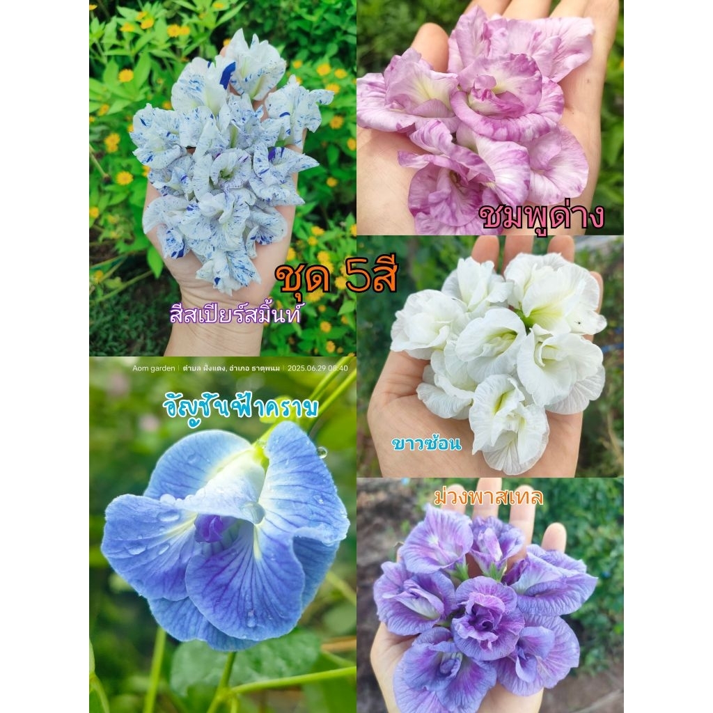 ต้นอัญชันชุดละ5ต้น 5สี ชมพู+สีสเปียร์สมิ้นท์+ม่วงพาสเทล+ฟ้าพาสเทล+ขาวซ้อน