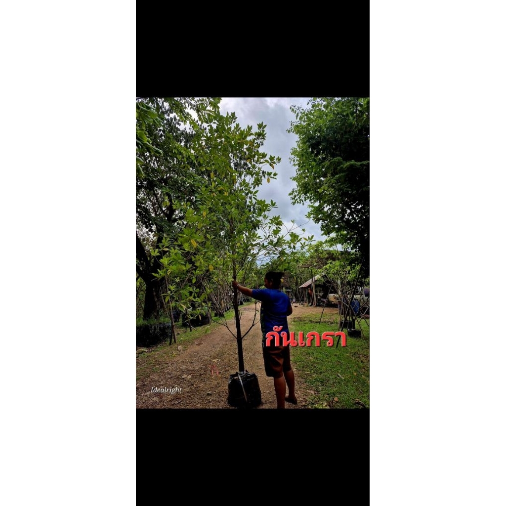 ต้นกันเกรา ขนาดใหญ่ สูงสามเมตรขึ้นไป พร้อมส่งหน้าบ้านทั่วไทยค่ะ