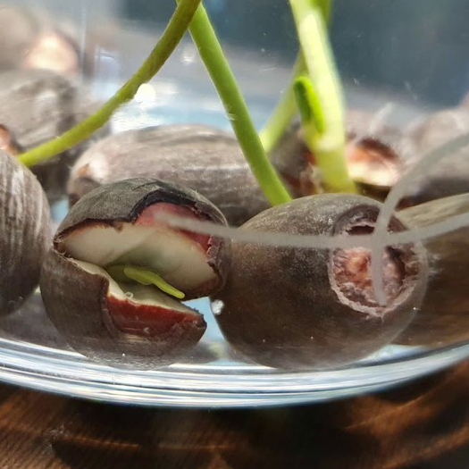 5 เมล็ด เมล็ดบัว ดอกสีเหลือง ดอกใหญ่ เมล็ดพันธุ์บัวดอกบัว ปลูกบัว เม็ดบัว สวนบัว บัวอ่าง Lotus seeds - รูปที่ 2