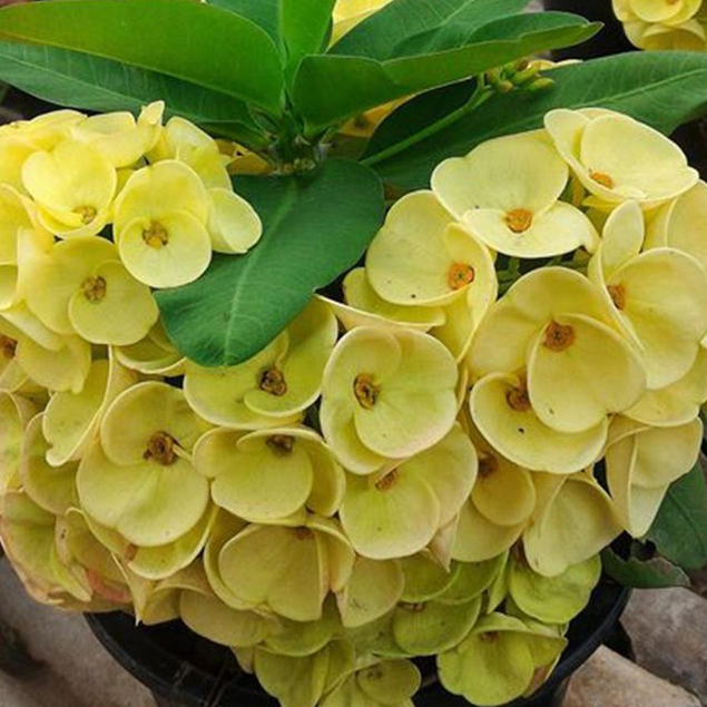 1 ต้น โป๊ยเซียน พันธุ์ดอกใหญ่ สีเหลืองลายเขียว Crown of thorns plant ขนาด 25-30 ซม กระถาง 6 นิ้ว