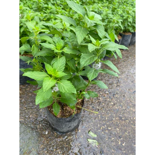 ต้นมินต์-ต้นเปปเปอร์มินต์ (Peppermint) จัดส่งแบบถุงชำ
