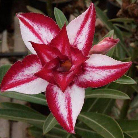 10 เมล็ด ดอกชวนชม Desert Rose Seeds Adenium hybrid สายพันธุ์ Stela ราคา ถูกที่สุด ดีลบีเคเค
