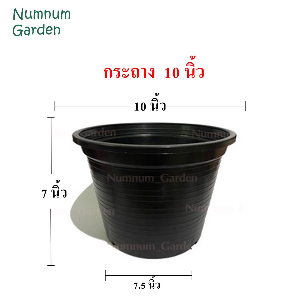 กระถางดำ  10 นิ้ว กระถางต้นไม้พลาสติก กระถางกระบองเพชร แคคตัส