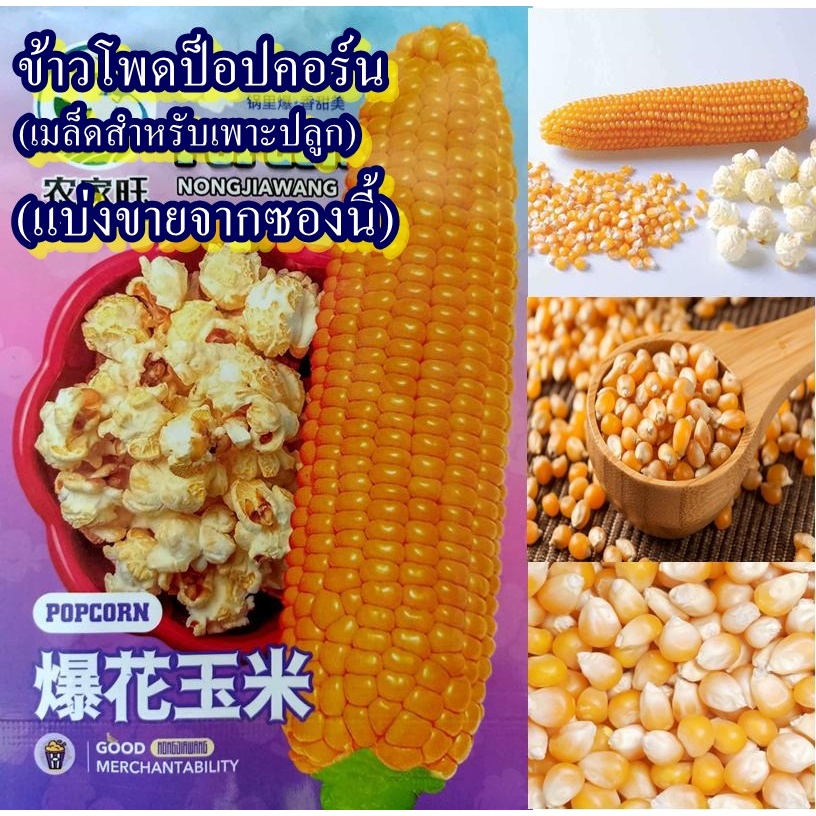 20 เมล็ด เมล็ดข้าวโพดป็อปคอร์น (เมล็ดสำหรับเพาะปลูก) (ปลูกง่าย ฝักใหญ่ ฝักสม่ำเสมอ เมล็ดสีเหลืองอมส้ม รสชาติหวานหอม)