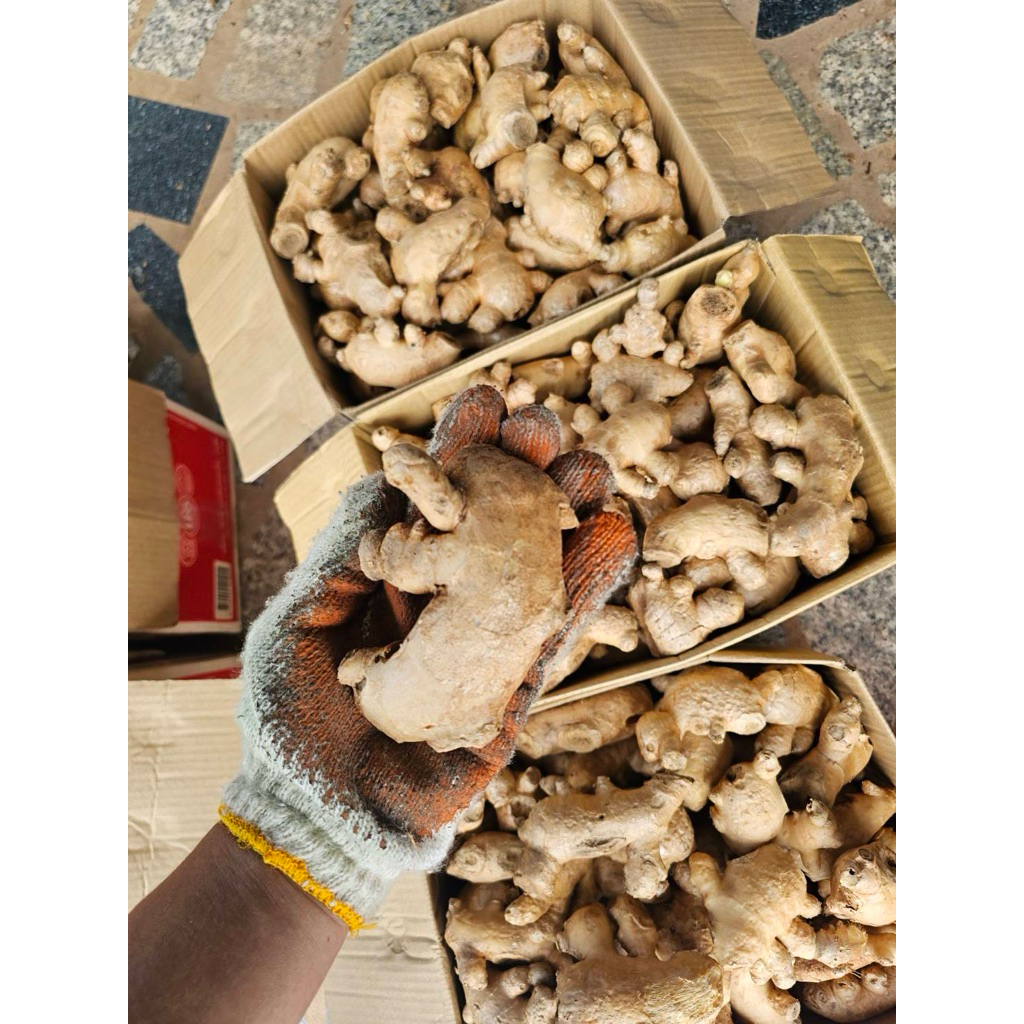 แม่ขิง ขิงแก่รสจัด ทำข้าวมันไก่ น้ำขิง ประมาณ 900 กรัม(9ขีด)บวกลบจร้า