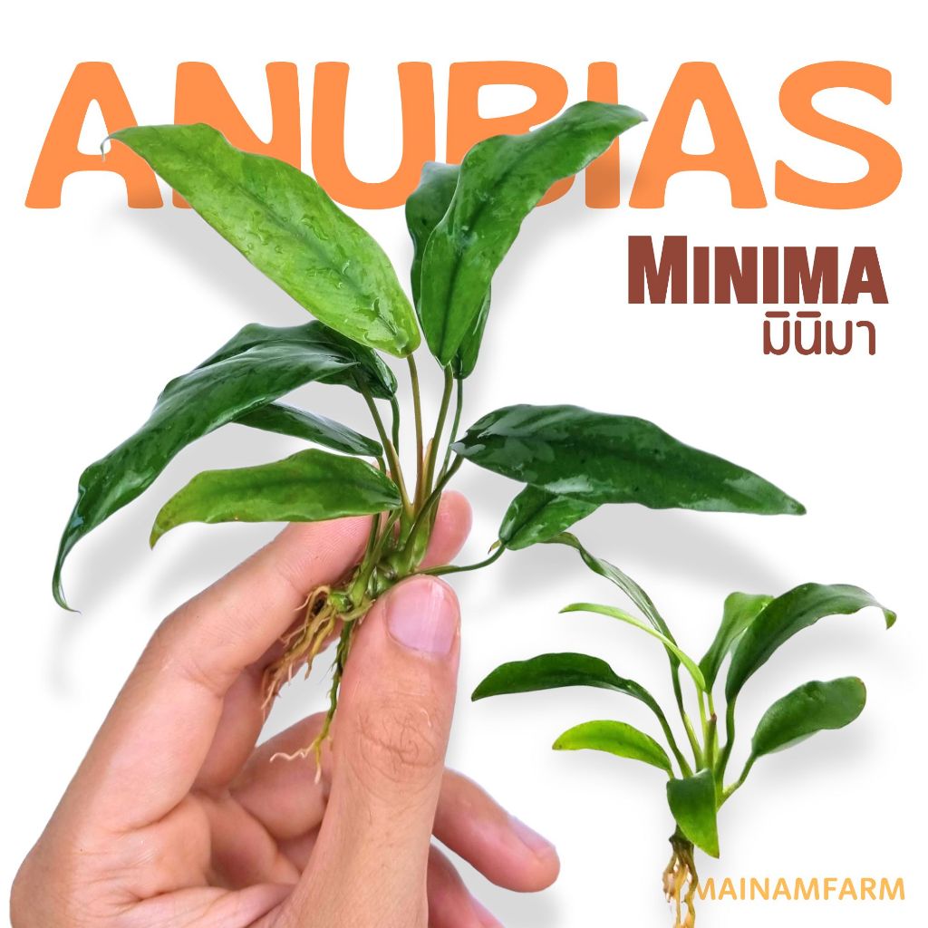 อนูเบียส มินิม่า เลือกขนาดได้ - ANUBIAS MINIMA ต้นไม้น้ำ