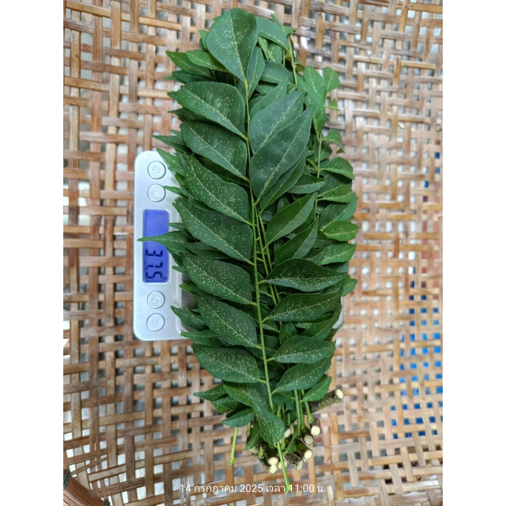 ใบใส่แกง ใบหอมแขก curry leaves ใบอินเดีย