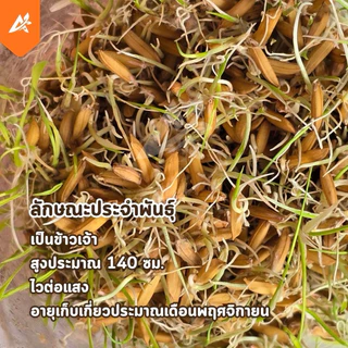 เมล็ดพันธุ์ข้าว กข.15 พันธุ์ข้าวหอมมะลิ(เบา)เก็บเกี่ยวใน 3 เดือน อัตราการงอกสูง ระยะสั้น ยกกระสอบ 25 กก. ราคาส่ง