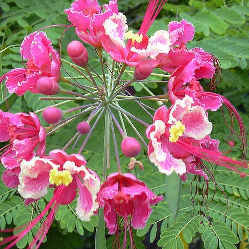30 เมล็ด หางนกยูงฝรั่ง ดอกสีชมพู Flame Flamboyant Royal Poinciana