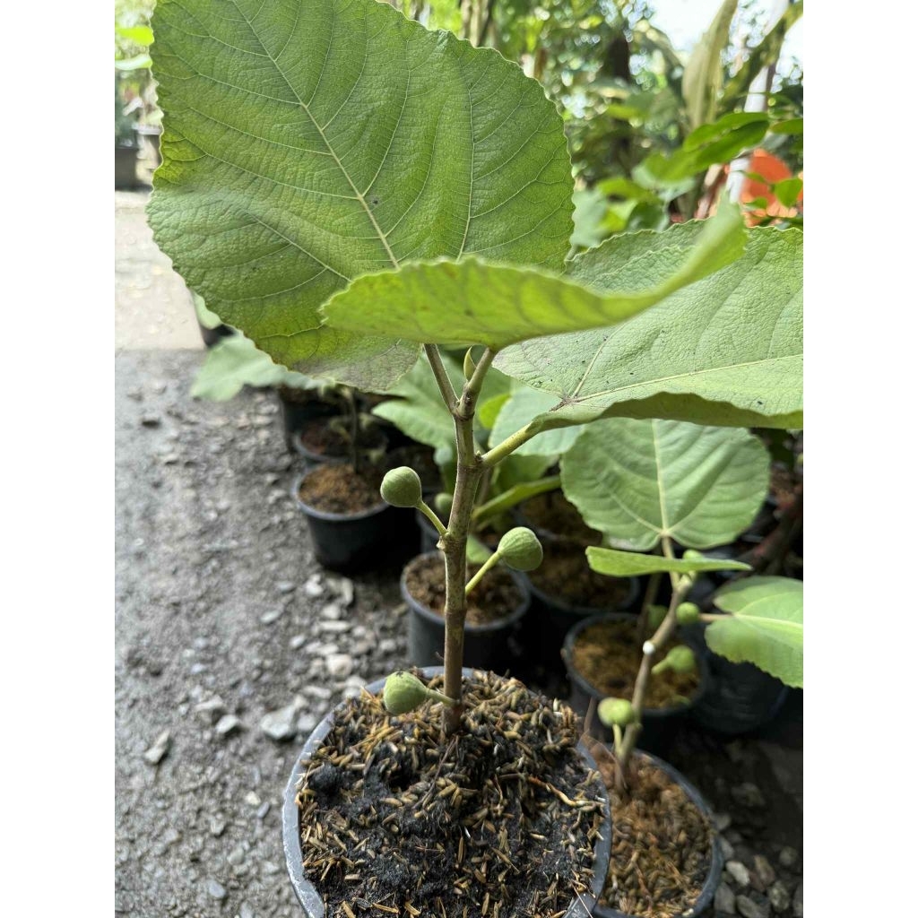 ต้นมะเดื่อฝรั่ง อิรักกี้ Iraqi fig