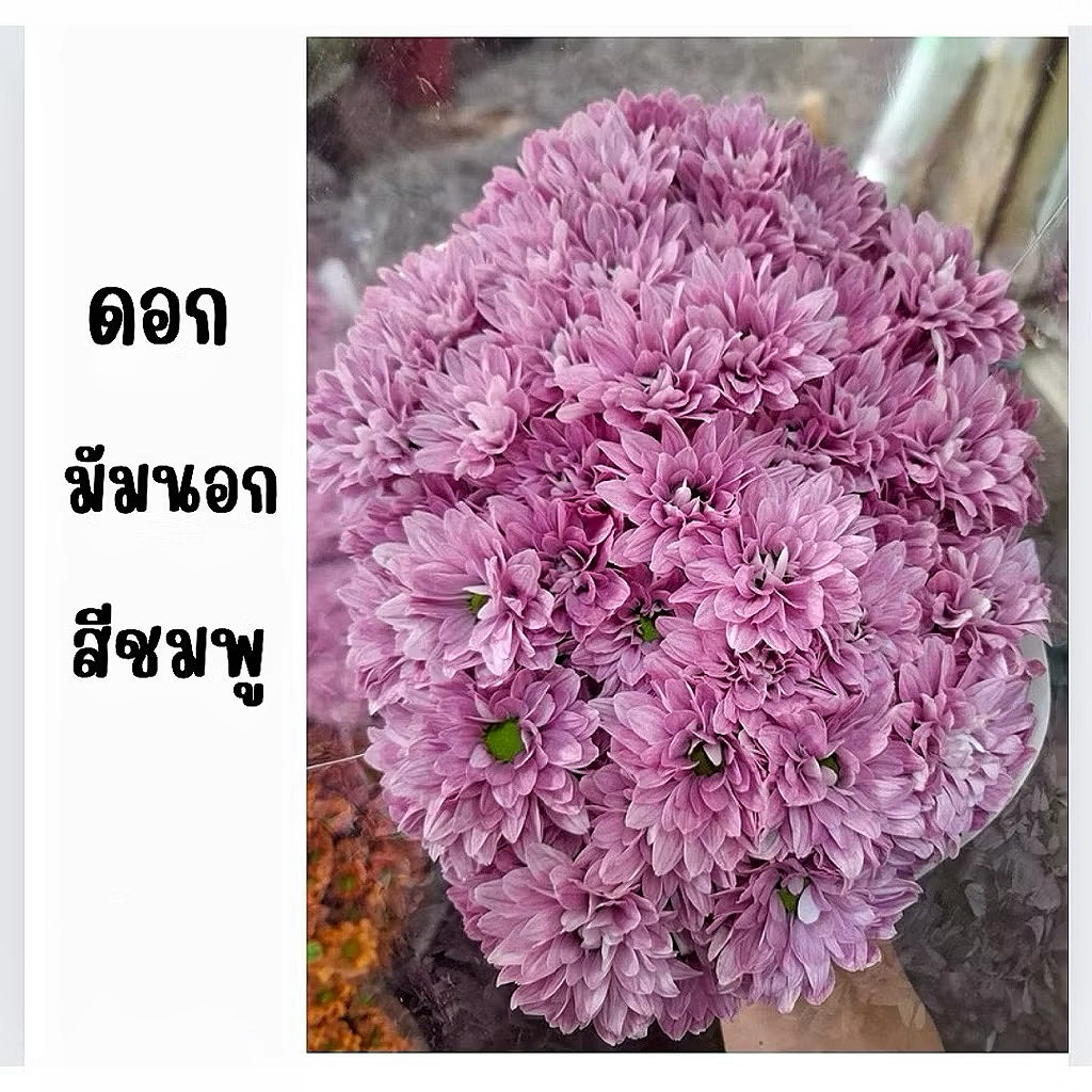 มัมนอก และกระดุม ดอกไม้สด คัดเกรด พร้อมส่ง ราคาถูก หลายสี เหมาะสำหรับแต่งบ้าน/จัดแจกัน/ของขวัญ