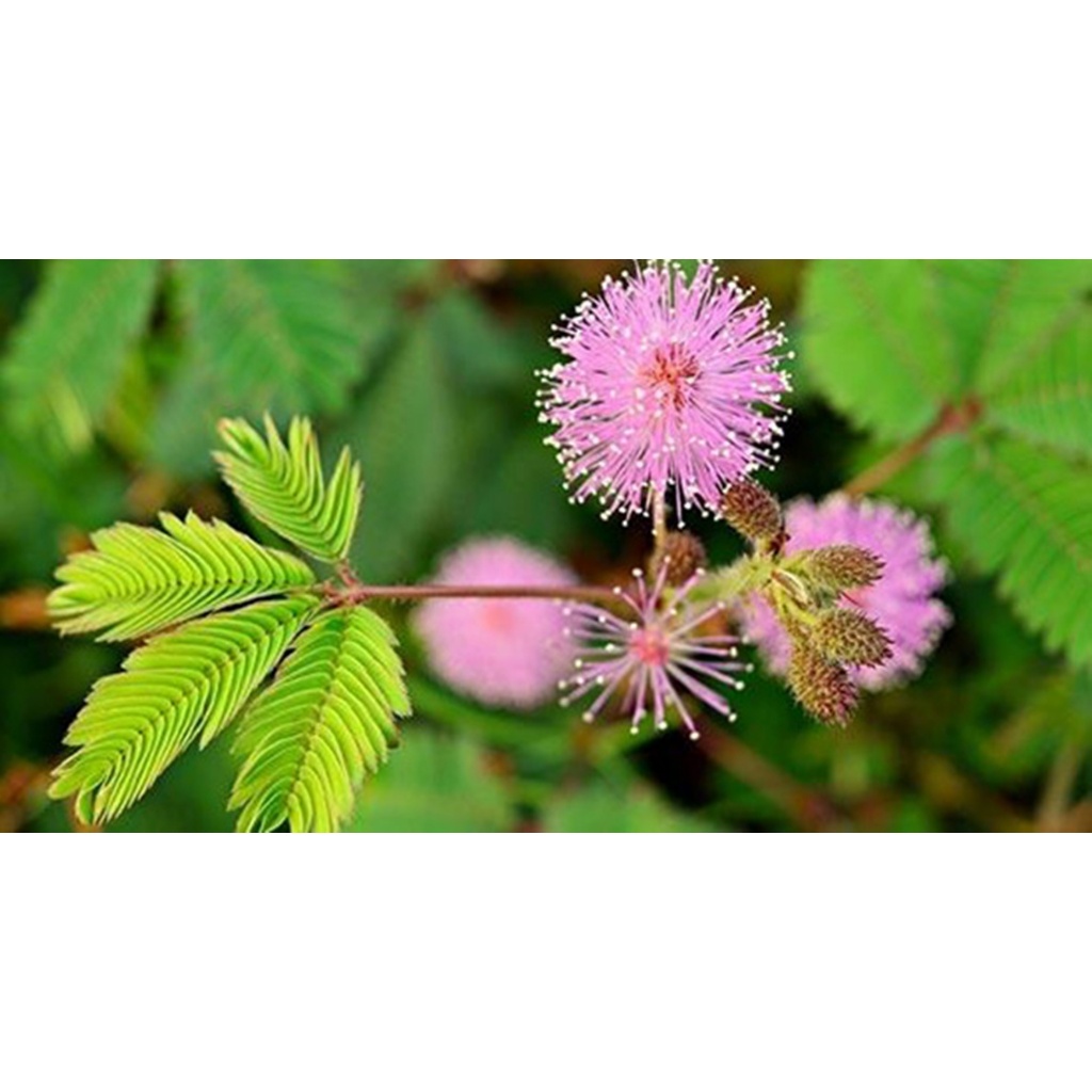 เมล็ดไมยราบ เลื้อย (Mimosa pudica seeds) 50 เมล็ด