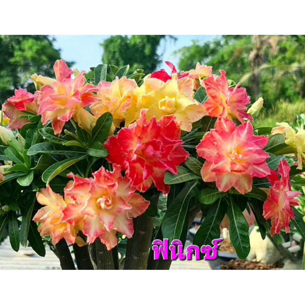 ชวนชม##ดอกสีชมพูแฟนซีฟินิกซ์##ส่งเป็นต้นสินค้าพร้อมจัดส่งต้นแข็งแรก