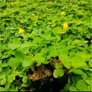 เมล็ดพันธุ์ถั่วบราซิล [500 เมล็ด] ตกแแต่งสวน สนามหญ้า พืชคลุมดิน