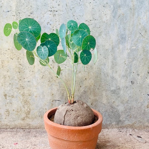 1 หัว Stephania Erecta Craib ว่านบัวบกโขด Gotu kola ไม้ประดับ หายาก หัวโขด ขนาดตามรูป