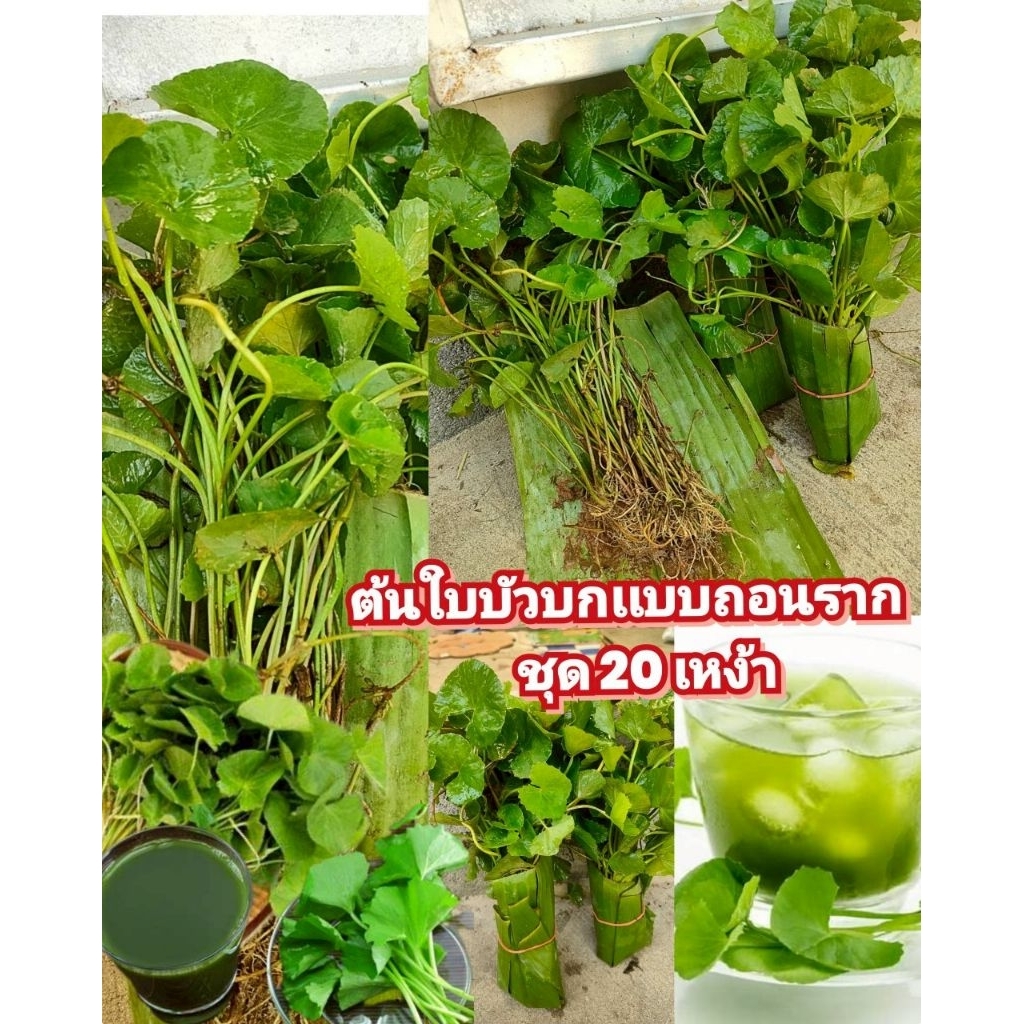 ต้นใบบัวบกเเบบถอนรากพร้อมปลูก ชุด 20 เหง้า ผักพื้นบ้านมากสรรพคุณ ประกอบอาหารได้หลากหลาย ปั่นน้ำทานได้ ปลูกง่ายขยายกอไว
