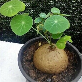 Stephania Erecta Craib ว่านบัวบก Gotu kola ขนาด 300 กรัม ส่งพร้อมกระถาง 6 นิ้ว