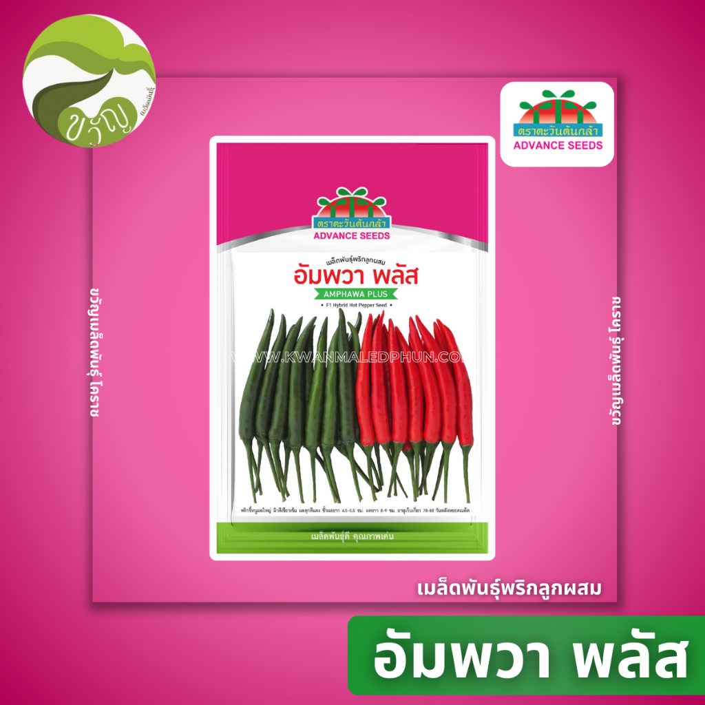 เมล็ดพันธุ์พริก อัมพวา พลัส ตราตะวันต้นกล้า ตัวใหม่ล่าสุด❗️❗️❗️