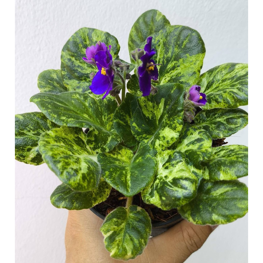 ต้นแอฟริกันใบด่าง หรือที่รู้จักกันในชื่อ แอฟริกันไวโอเล็ตด่าง (African Violet Variegated) เป็นไม้ดอก