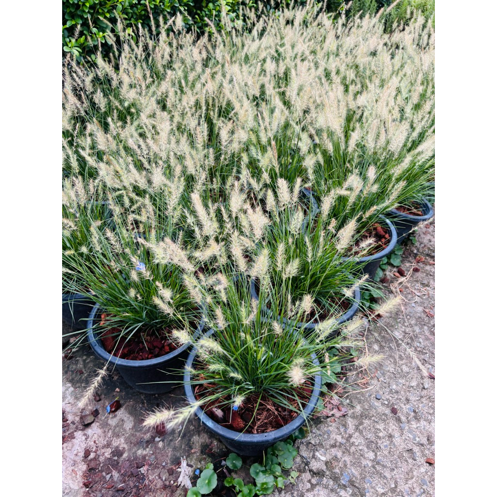 #หญ้าน้ำพุแคระ  #หญ้าประดับสวน ที่ช่วยเพิ่มพื้นที่สีเขียวให้กับบ้านแล้วที่มีรูปทรงสวยงาม กระถาง8-11นิ้ว