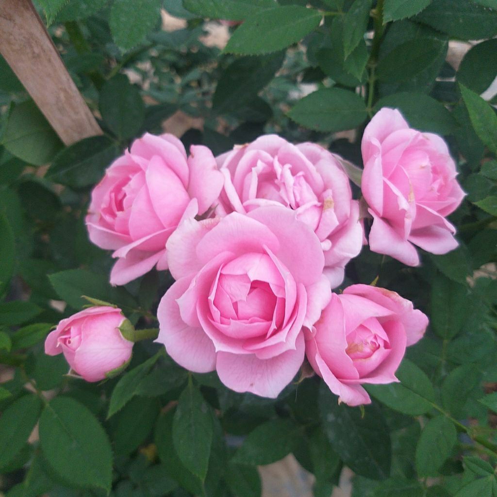 กุหลาบ Ocean Mikado  ทรงพุ่ม ดอกดก