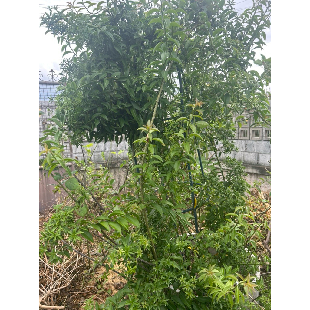 กิ่งสดมะนาวเถาว์บาร์เบโดสกูสเบอรี่BarbadosGooseberry