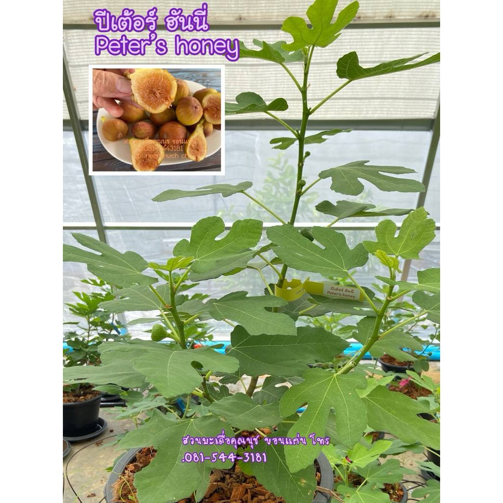 ต้นมะเดื่อฝรั่ง  ปีเต้อร์ฮันนี่ ส่งแบบลงกระถาง12“ ติดผลแล้ว /peter’s honey figs tree