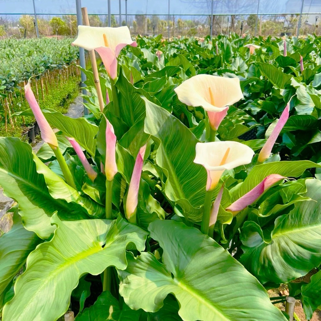 คาร่าลิลลี่ Zantedeschia Wonder dream (คาล่าน้ำสีใหม่) รำไร-แดดจัด