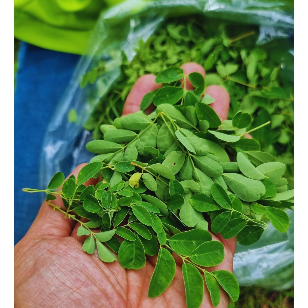 ผงใบมะรุม ใบมะรุมผง (Moringa Leaves Powder) ผงล้วน100% กลิ่นหอม สีเขียวเข้ม แบบ (ซอง) - รูปที่ 2