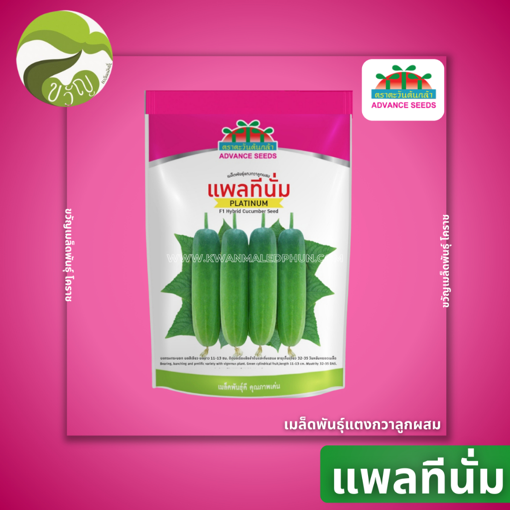 เมล็ดพันธุ์แตงกวาลูกผสม แตงกวา แพลทีนั่ม ตราตะวันต้นกล้า ลอตใหม่