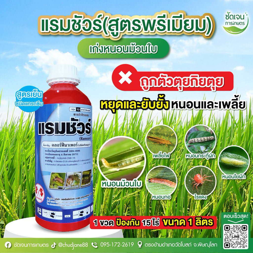 แรมชัวร์ (ขวดอลูมิเนียมสูตรพรีเมียม) หนอนม้วนใบ ใบขาวในนาข้าว 1 ขวด15-20 ไร่ ร้านชัดเจนการเกษตร