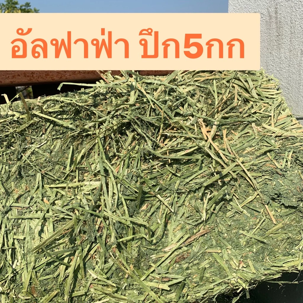 อัลฟาฟ่าก้านใบ แบบปึก5กก และฟ่อน25-29กก
