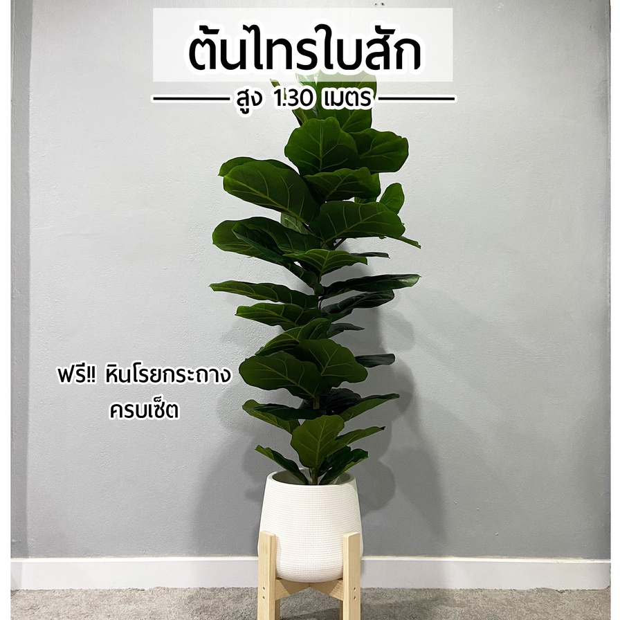 ต้นไทรใบสัก สูง 1.3 เมตร ทรงสูง 🌿ต้นไม้ปลอม พร้อมกระถางหยดน้ำและหินสีขาวฟรี☘️