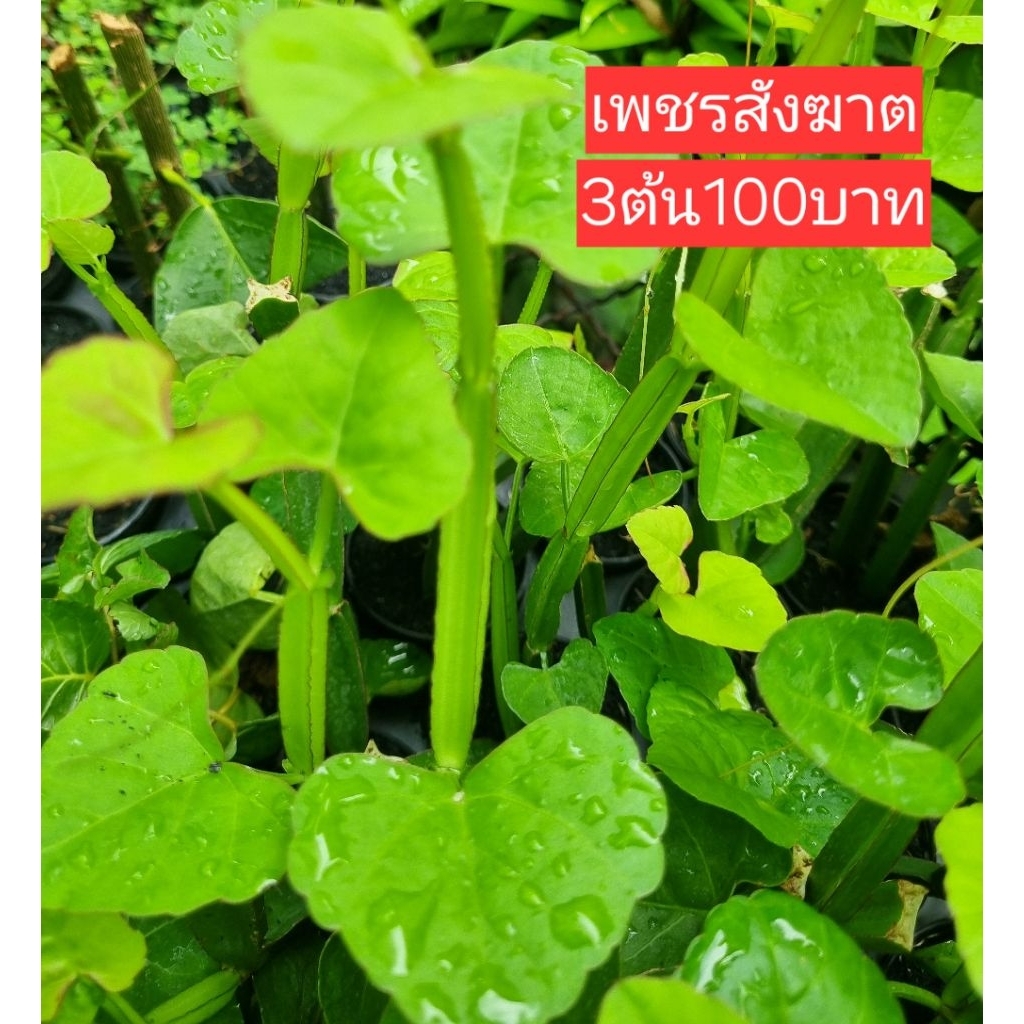 ต้นเพชรสังฆาต สมุนไพรพื้นบ้าน 3ต้น100฿