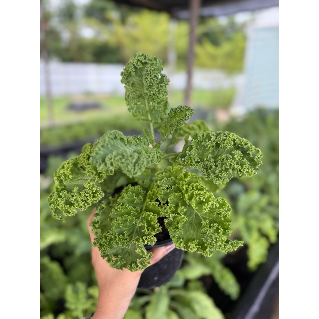 ต้นเคล ใบหยิก คะน้าเคล Kale กระถาง 6 นิ้ว
